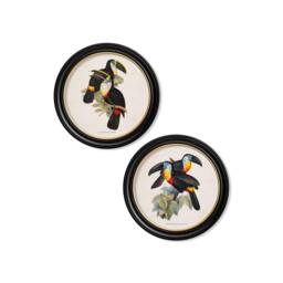 Vintage Toucan Circle Prints // Round Frames Set Of 2 Or Individual C.1848 Toucans - thumbnail 1