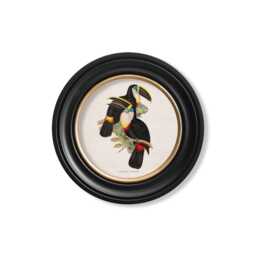 Vintage Toucan Circle Prints // Round Frames Set Of 2 Or Individual C.1848 Toucans - thumbnail 2