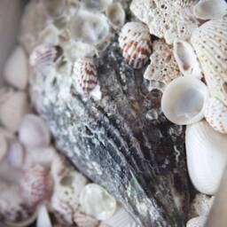 Beach Decor Shells From Gulf Of Mexico Driftwood Frame By Seastyle - thumbnail 2