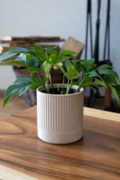 Lined Planter - Modern Home Design Drainage Optional - thumbnail 1