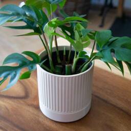 Lined Planter - Modern Home Design Drainage Optional - thumbnail 4