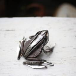 Recycled Scrap Metal Frog Sculpture Bespoke Animal Art - thumbnail 4