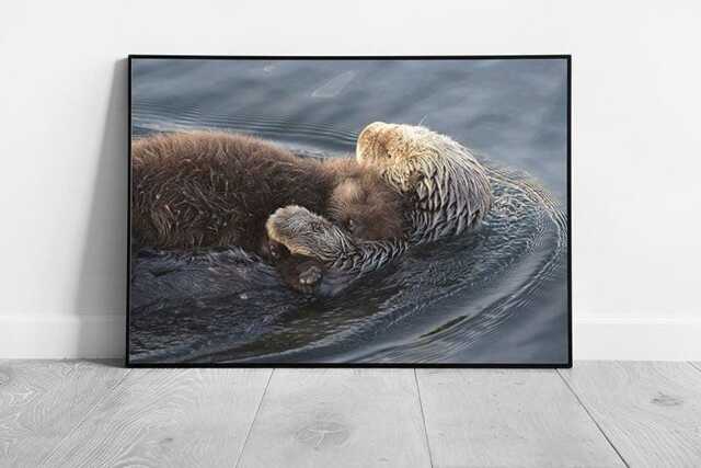 Serene Otters Floating in Morro Bay Framed Pacific Coast Wildlife Wall Art Print - image 1