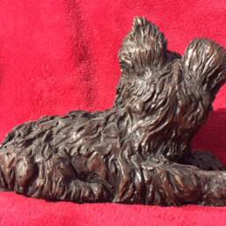 Yorkie Puppy - thumbnail 2
