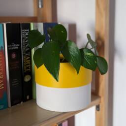 Colour Pop Indoor Plant Pots - Jesmonite Planter - thumbnail 2