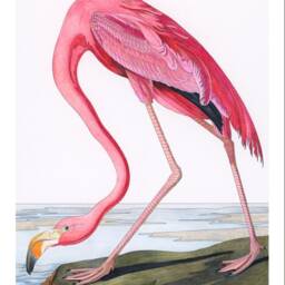 Eclectic Gallery Wall Art Prints Audubon Flamingo, Hot Air Balloon - thumbnail 2