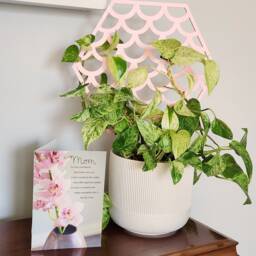 Mermaid Scale Plant Trellis Pink Hoya Hoop, 3D Printed - thumbnail 2