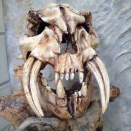 Skull Mask Conan Barbarian Style Helmet, Larp Cosplay Armor - thumbnail 3