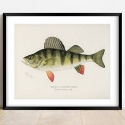 Yellow Perch Vintage Print Fishing Wall Art - thumbnail 2