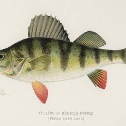 Yellow Perch Vintage Print Fishing Wall Art - thumbnail 3