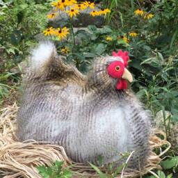 Melody Moonlight The House Chicken - thumbnail 3