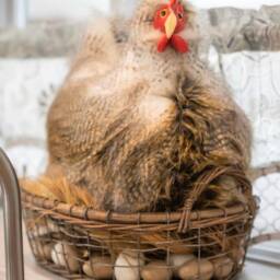 Melody Moonlight The House Chicken - thumbnail 2