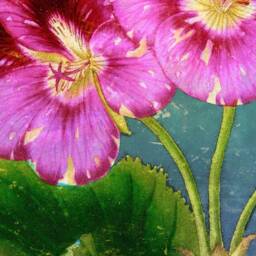 Pansies, Flowers, Floral, Botanical, Garden, Natural History, 1860S, Wall Hanging, Pull Down Chart, Antique Art, Vintage - thumbnail 2