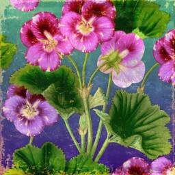 Pansies, Flowers, Floral, Botanical, Garden, Natural History, 1860S, Wall Hanging, Pull Down Chart, Antique Art, Vintage - thumbnail 3