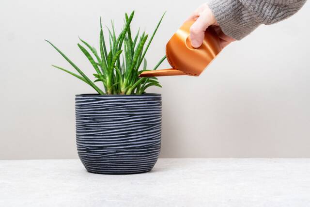 Watering Can Garden Plant Care Copper Black White Modern Design Cactus Succulent - image 1