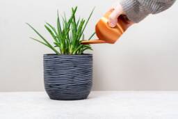 Watering Can Garden Plant Care Copper Black White Modern Design Cactus Succulent