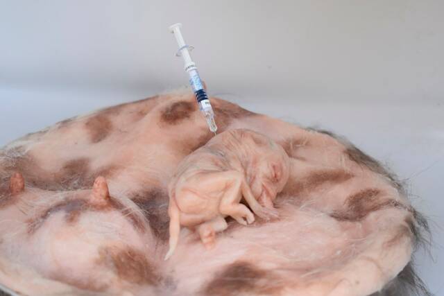 Vaccine Silicone Sculpture - Handcrafted Surrealist Art Realistic Italian Unique Luxury Collectible Artwork - image 1