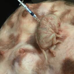 Vaccine Silicone Sculpture - Handcrafted Surrealist Art Realistic Italian Unique Luxury Collectible Artwork - thumbnail 2
