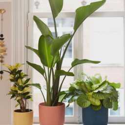 Elho B.for Soft, Pink, Plant Pots in Multiple Sizes, Eco-Friendly, Plastic - thumbnail 2