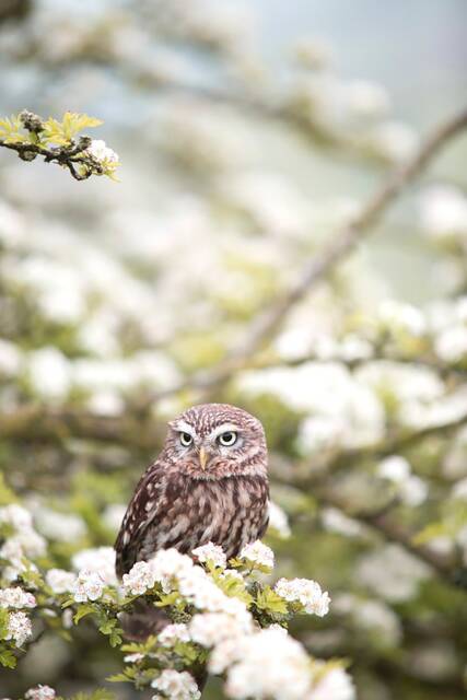 Owl Nursery Print Farmhouse Style Wall Art - Digital Download - image 1