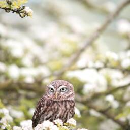 Owl Nursery Print Farmhouse Style Wall Art - Digital Download - thumbnail 4