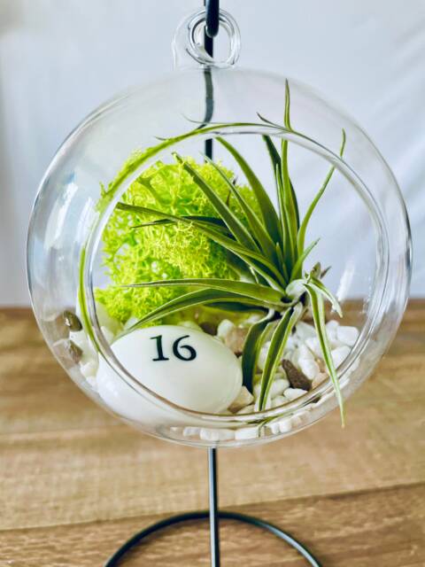 Diy Terrarium Air Plant Kit, Birthday Gift For 16 Year Olds. Sweet Gift. Sixteen Birthday. Air Plant Terrarium Present - image 1