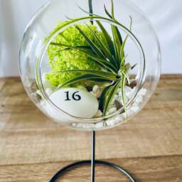 Diy Terrarium Air Plant Kit, Birthday Gift For 16 Year Olds. Sweet Gift. Sixteen Birthday. Air Plant Terrarium Present - thumbnail 3