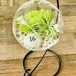 Diy Terrarium Air Plant Kit, Birthday Gift For 16 Year Olds. Sweet Gift. Sixteen Birthday. Air Plant Terrarium Present - thumbnail 2