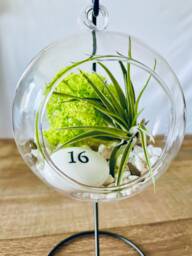 Diy Terrarium Air Plant Kit, Birthday Gift For 16 Year Olds. Sweet Gift. Sixteen Birthday. Air Plant Terrarium Present