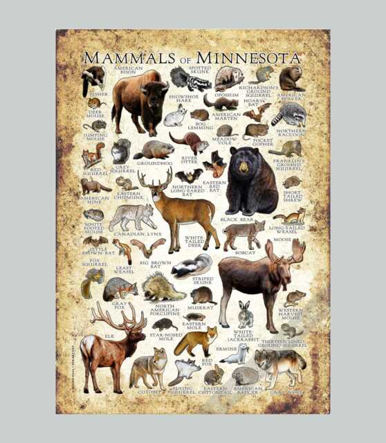 Minnesota Mammals Poster Print Illustrated Field Guide, Signed Art - image 1