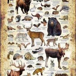Minnesota Mammals Poster Print Illustrated Field Guide, Signed Art - thumbnail 2
