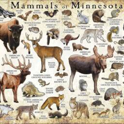 Minnesota Mammals Poster Print Illustrated Field Guide, Signed Art - thumbnail 3