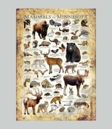 Minnesota Mammals Poster Print Illustrated Field Guide, Signed Art - thumbnail 1