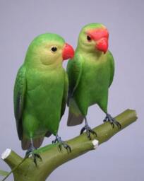 Abyssinian Lovebird Pair Hand Carved Wooden Bird