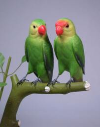 Abyssinian Lovebird Pair Hand Carved Wooden Bird - thumbnail 3