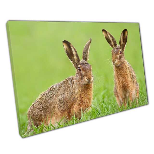 Spring Meadow Hares Canvas Print Enchanting Wildlife Wall Art For Home, Office & Nursery Decor - image 1