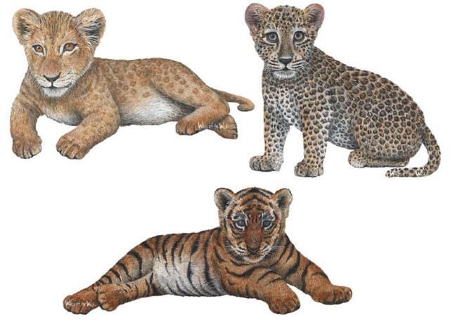 Big Cat Cubs Combo Pack Wall Decals