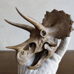 17cm???dinosaur Model/Triceratops Skull Small Model Xs-H001 - thumbnail 4