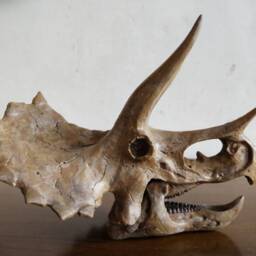 17cm???dinosaur Model/Triceratops Skull Small Model Xs-H001 - thumbnail 2