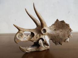 17cm???dinosaur Model/Triceratops Skull Small Model Xs-H001 - thumbnail 1