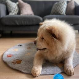 Handmade Felted Wool Pet Mat Grey Dog Resting Paw Rug - thumbnail 4