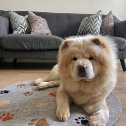 Handmade Felted Wool Pet Mat Grey Dog Resting Paw Rug - thumbnail 2