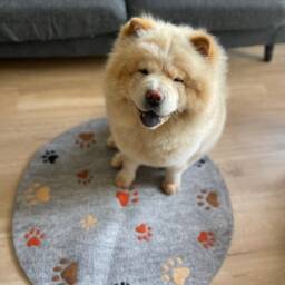 Handmade Felted Wool Pet Mat Grey Dog Resting Paw Rug - thumbnail 3