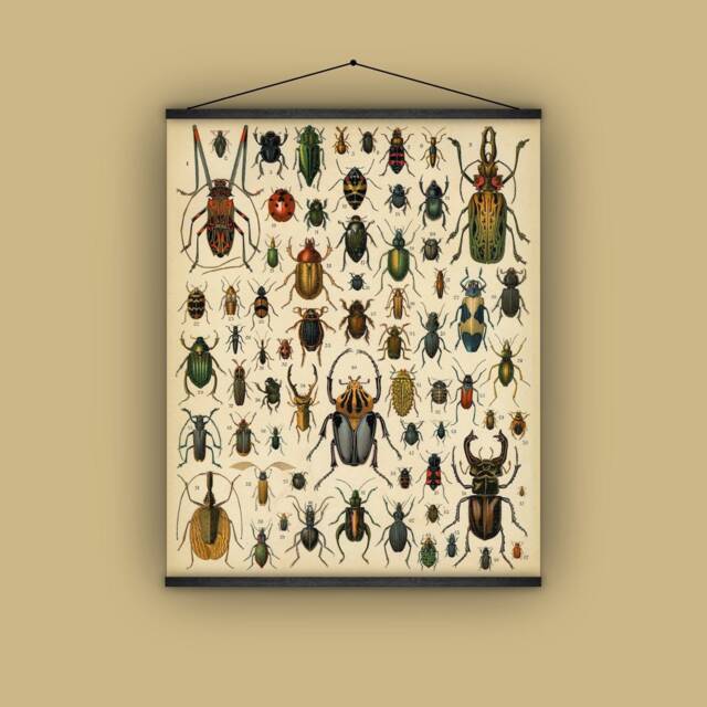 Bugs, Insects, Beetles, Wall Hanging, Spain, Pull Down Chart, Natural History, Garden Lover, Nature, Vintage Image, Antique Art, 1890S - image 1
