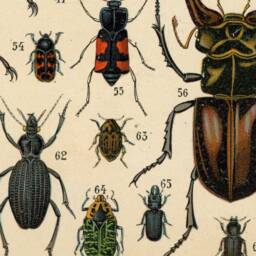 Bugs, Insects, Beetles, Wall Hanging, Spain, Pull Down Chart, Natural History, Garden Lover, Nature, Vintage Image, Antique Art, 1890S - thumbnail 2