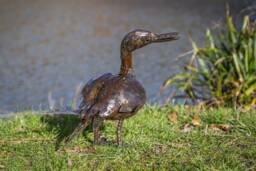 Handcrafted Recycled Metal Large Duck. Outdoor Garden Sculptures. Ducks