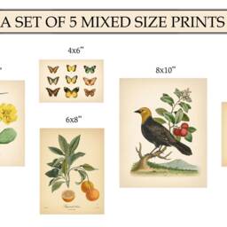 5 Vintage Botanical Prints Set Poster Flower Butterfly Sunflower Fern Leaf Rose Bird Nature Of Neutral Decor - thumbnail 2