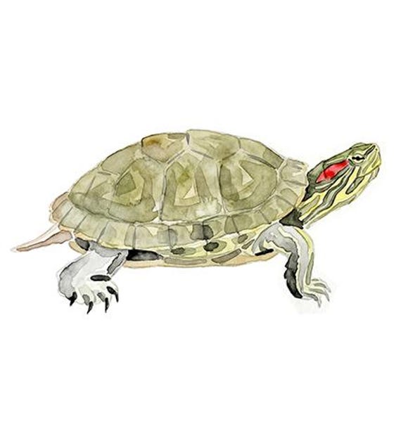 Turtle Wall Decal, Watercolor Sticker, Woodland Nursery, Forest Animal