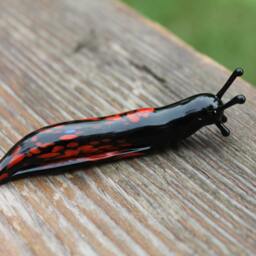Spotted Slug Glass Sculpture Glass Slug Lampwork Glass Animals Handcrafted Snail - thumbnail 2