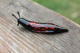 Spotted Slug Glass Sculpture Glass Slug Lampwork Glass Animals Handcrafted Snail